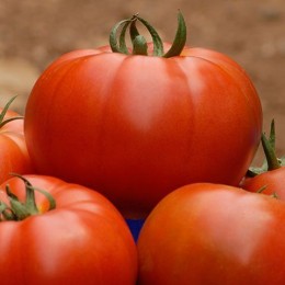 Белле F1 Organic семена помидора индетерминантного (Enza Zaden/Vitalis)