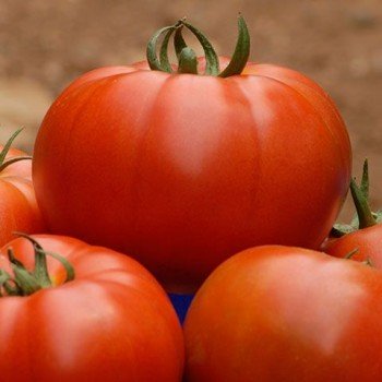 Белле F1 Organic семена помидора индетерминантного (Enza Zaden/Vitalis)