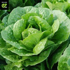 Корбана Organic насіння салату тип Ромен (Enza Zaden/Vitalis)