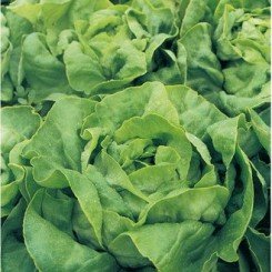 Аланис семена салата тип Маслянистый (Seminis)