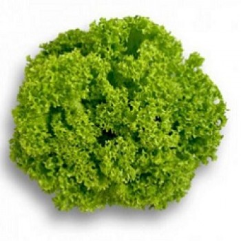 КС 129 (KS 129) семена салата тип Батавия (Kitano Seeds)