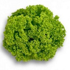 КС 129 (KS 129) насіння салату тип Батавія (Kitano Seeds)