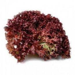 КС 160 (KS 160) семена салата тип Батавия (Kitano Seeds)