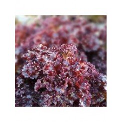 КС 101 (KS 101) семена салата тип Батавия (Kitano Seeds)