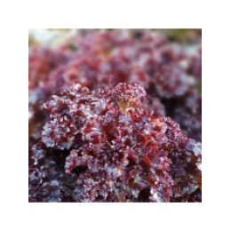КС 101 (KS 101) насіння салату тип Батавія (Kitano Seeds)