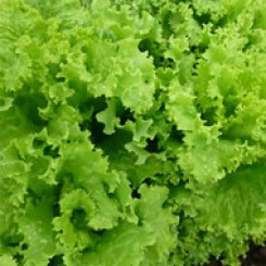 КС 190 (KS 190) насіння салату тип Батавія (Kitano Seeds)