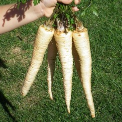 Ланже насіння петрушки кореневої (Agri Saaten)