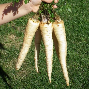 Ланже семян петрушки корневой (Agri Saaten)