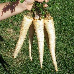 Ланже насіння петрушки кореневої (Agri Saaten)