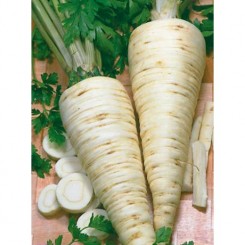 Берлинская корневая семена петрушки корневой (Satimex)