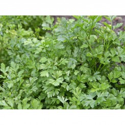 Італійський гігант насіння петрушки листової (Satimex)