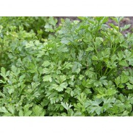 Итальянский гигант семян петрушки листовой (Satimex)
