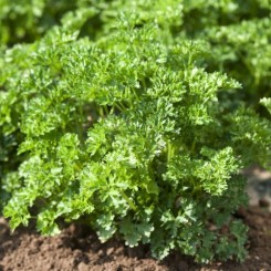 Фрісон насіння петрушки кучерявої (Clause)