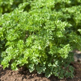 Фрісон насіння петрушки кучерявої (Clause)