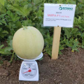 Мира F1 (KS 7037 F1) семена дыни (Kitano Seeds)