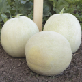 Мира F1 (KS 7037 F1) семена дыни (Kitano Seeds)