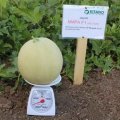 Міра F1 (KS 7037 F1) насіння дині (Kitano Seeds)