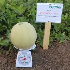 Мира F1 (KS 7037 F1) семена дыни (Kitano Seeds)