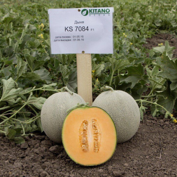 Севинта F1 (КС 7084 F1) семена дыни (Kitano Seeds)
