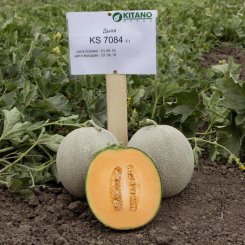 Севінта F1 (КС 7084 F1) насіння дині (Kitano Seeds)