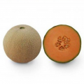 КС 7049 F1 семена дыни (Kitano Seeds)