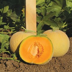 КС 7049 F1 семена дыни (Kitano Seeds)