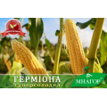 Гермиона F1 семена кукурузы суперсладкой Sh2 (Мнагор)