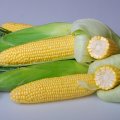 Карамелло F1 насіння кукурудзи суперсолодкої Sh2 (May Seeds)