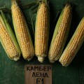 Камберленд F1 насіння кукурудзи суперсолодкої Sh2 біколор (Clause)