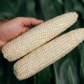 Гласиал F1 семян кукурузы суперсладкой Sh2 средней 76-77 дн. бел.(Syngenta)
