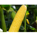 Шайнрок F1 семена кукурузы суперсладкой Sh2 (Syngenta)
