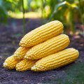 Шайнрок F1 семена кукурузы суперсладкой Sh2 (Syngenta)