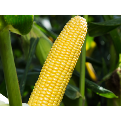 Шайнрок F1 насіння кукурудзи суперсолодкої Sh2 (Syngenta)