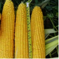 Уокер F1 семена кукурузы суперсладкой Sh2 (Spark Seeds)