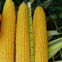 Уокер F1 насіння кукурудзи суперсолодкої Sh2 (Spark Seeds)
