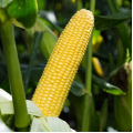Уокер F1 семена кукурузы суперсладкой Sh2 (Spark Seeds)