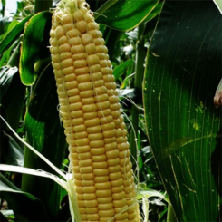 Санрайз F1 насіння кукурудзи суперсолодкої Sh2 (Agri Saaten)