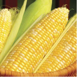 Кукс Делайт F1 насіння кукурудзи солодкої Sh2 біколор (Dorsing Seeds)