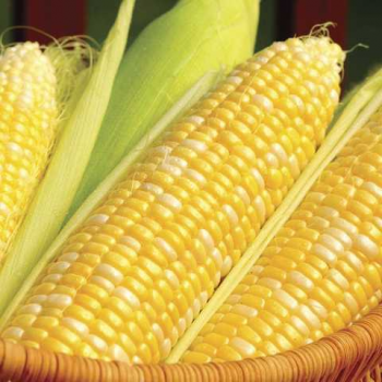 Кукс Делайт F1 семена кукурузы сладкой Sh2 биколор (Dorsing Seeds)