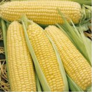 ГХ 2042 (GH 2042) F1 семена кукурузы сладкой Su (Syngenta)