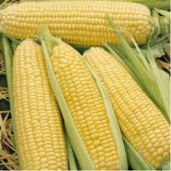 ГХ 2042 (GH 2042) F1 насіння кукурудзи солодкої Su (Syngenta)