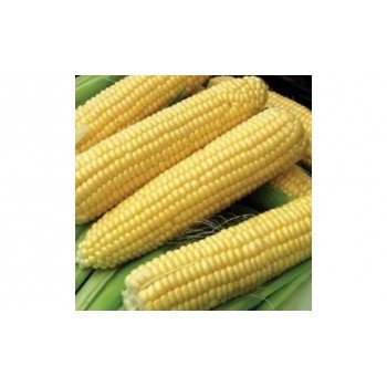 ГХ 6462 (GH 6462) F1 семена кукурузы сладкой Su (Syngenta)