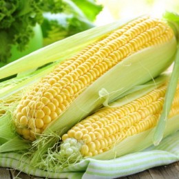 SX 659 F1 насіння кукурудзи солодкої Se (Satimex)