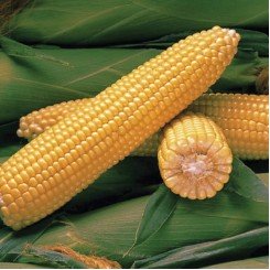 Джубілі F1 насіння кукурудзи солодкої Su (Syngenta)