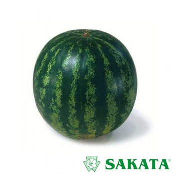 Кримстар F1 (калибр.) семян арбуза среднего (Sakata)