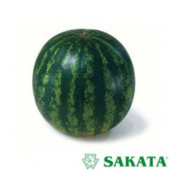 Кримстар F1 (калібр.) насіння кавуна середнього (Sakata)