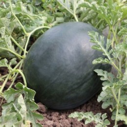 КС 16 F1 (KS 16 F1) семена арбуза (Kitano Seeds)