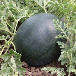 КС 16 F1 (KS 16 F1) семена арбуза (Kitano Seeds)