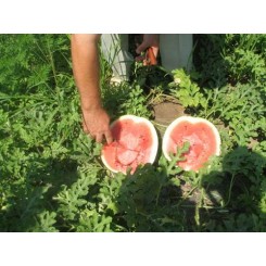 Викинг F1 семян арбуза среднего (Hollar Seeds)