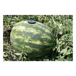Гротеск F1 насіння кавуна раннього (Agri Saaten)